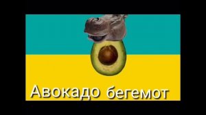 Авокадо бегемот