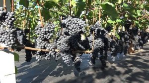 Виноград ЧБЗ Урожайность 2024г. Перегруз. 44кг. На 09.09 Br 20  Кусту 3й год.