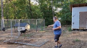 ТРАКТОРИСТ МИШАНЯ  // ПРОЧИЩАЮ  ЛЕС // ПРОДОЛЖАЮ ДЕЛАТЬ  ОГРАДУ ОВЧАРКАМ // АМЕРИКА