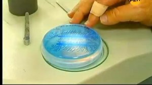 Секретные территории. Бактерии. Разум в микроскопе