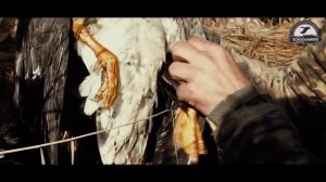 Thousands of ducks Autumn migration of ducks.