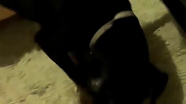 боня не умеет рычать смотреть онлайн