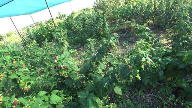 №35 г. Оренбург 24 августа Обзор ремонтантной малины Евразия смотреть онлайн