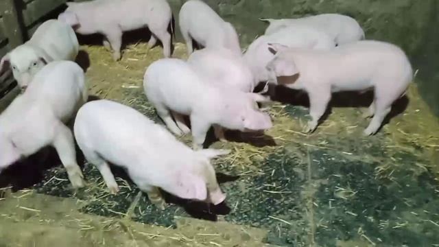 Поросята Ландрас