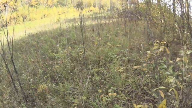 Лучшие моменты и выстрелы на охоте#2. Сезон 2017. Охота на вальдшнепа осенью с русским спаниелем.
