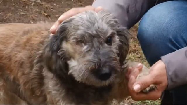 Собачья жизнь (на крымскотатарском) смотреть онлайн