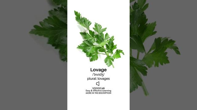 Lovage - Pronunciation, English Phonetic Transcription, Plural Form / Herbs Vocabulary Playlist
