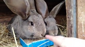 Зерно для кроликов! Жизнь в деревне!