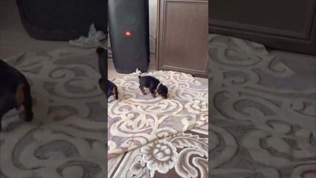 Щенкам Цвергпинчера 1месяц