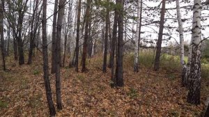 Как приучить собаку к выстрелу. Советы начинающим охотникам.