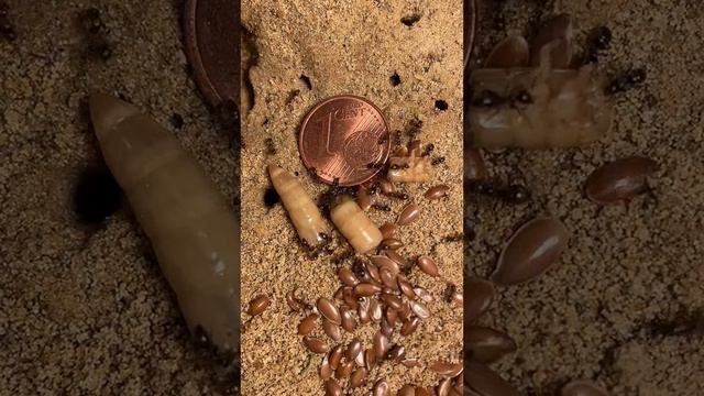 LIVE 8 - Mitternachtssnack für die Ameisen смотреть онлайн