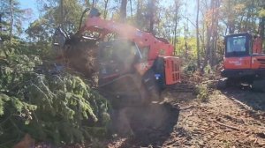 БЫЛ ЛЕС ПОСЛЕ УРАГАНА ХЭЛЭН БУДЕТ ФУТБОЛЬНОЕ ПОЛЕ США