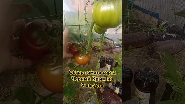Обзор томата сорта Чёрный Крым за лето. 9 августа. #огород #помидоры #дача