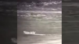 Стая волков против собак 🙊