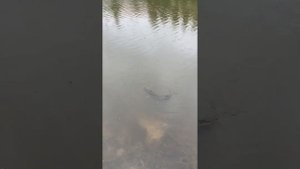 Мормышинг. На пределе возможностей. Black Adder Nano