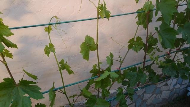 Виноград. Зацветает, дождались... смотреть онлайн