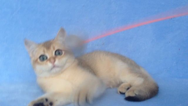 Британские котята,золотые шиншиллы.UA*Leo San Jeffrey