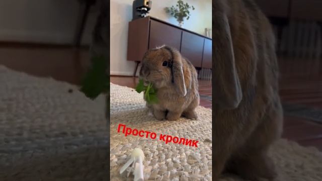 Просто кролик жуёт травку #кролик #милашка