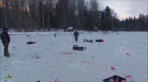 Форель быстро расходится после запуска. Клёвое место, Лосиный остров, верхний водоём.