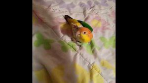 Видео про попугаев!