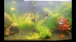 Приливы и отливы на плоской земле