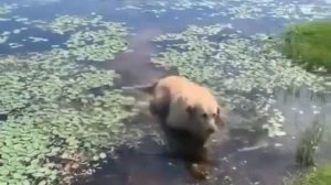 Собака идет по болоту и рычит