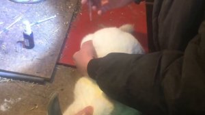 Ассоциированная вакцина для кроликов против ВГБК и миксоматоза, капли от ушного клеща.