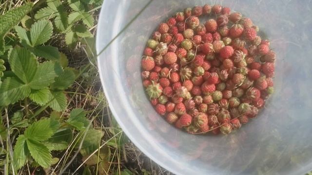 Увеличил свою эффективность. Пасу коров и собираю полевую клубнику, экскурсия по алтайским полям
