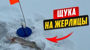 Рыбалка на жерлицы. Охота на щуку по первому льду.