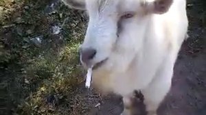 Курящий козел. Умора.mp4