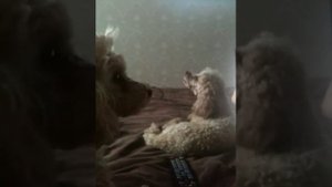 пение собак под любимую песню