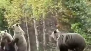 Большой Медведь нападает собака и его хозяина😱😱😱