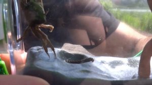 Неудачная охота на насекомых. Not very successful hunting for insects with Edu Science Nature toy.