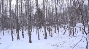 Советую не повторять! Охота с Русской гончей на зайца по глубокому снегу!