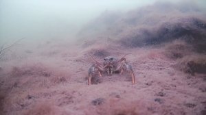 Зимний рак на блесну