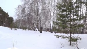 Мотобуксировщик БТС "Толкач" первые покатушки и впечатления.