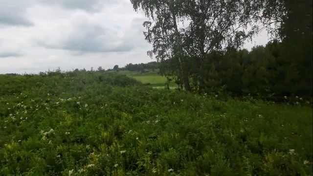 Комариная плешь