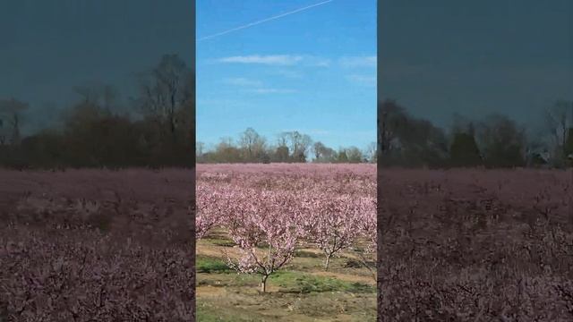 ПЕРСИКИ ПЕРСИКИ ПЕРСИКИ ЦВЕТУТ КРАСОТИЩА смотреть онлайн