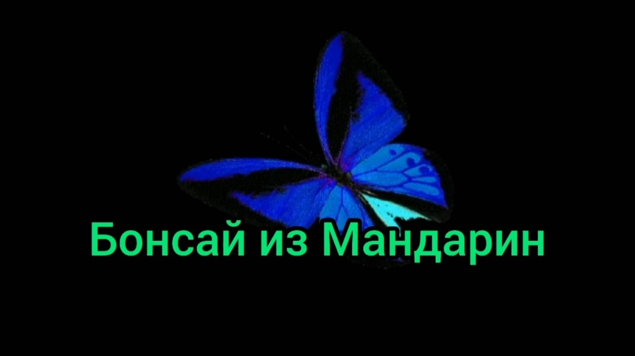 Бонсай из трёх Мандарин.