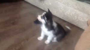 Игрушка для хаски