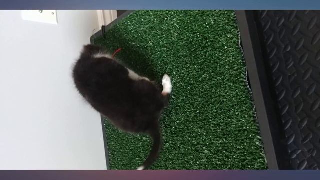 PetSafe Pet Loo Portable Outdoor or Indoor Dog Potty - Dog Grass Pad with Tray - revieww смотреть онлайн