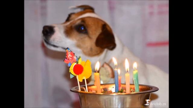 Милые собаки смотреть онлайн