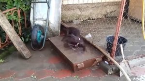 Дратхааренок-Водолаз