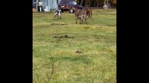 Один день из жизни #осла ☘️