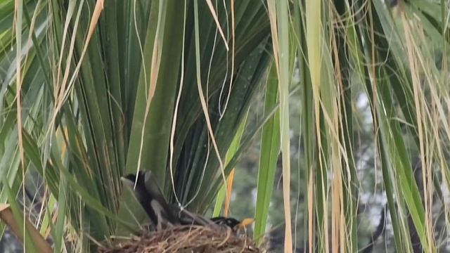 ПРЕКРАСНАЯ ПОГОДА ПРЕКРАСНАЯ ПРИРОДА ПТИЦЫ ПОЮТ КРАСОТА ЦВЕТЫ ЦВЕТУТ США смотреть онлайн