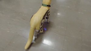 Bionic Cat
