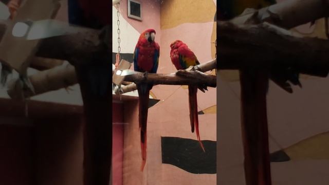 Красивые экзотические попугайчики Beautiful exotic parrots