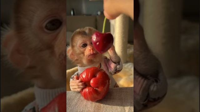 Portrait shots of Baby Monkeys and their moms