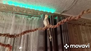 Попугай Корелла Яша