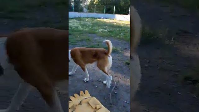 Зур Баши Чопар (выпускник питомника) г. Омск. смотреть онлайн